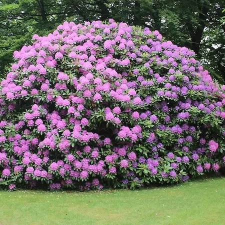 Skovgardens Διαμέρισμα